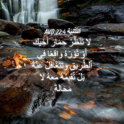 Picture 04 - اَلتَّثْنِيَة 22:4 AVD - لَا تَنْظُرْ حِمَارَ - Bible Verse Picture