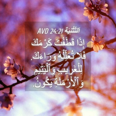 Picture 04 - اَلتَّثْنِيَة 24:21 AVD - إِذَا قَطَفْتَ كَرْمَكَ - Bible Verse Picture
