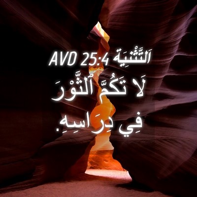 Picture 04 - اَلتَّثْنِيَة 25:4 AVD - لَا تَكُمَّ ٱلثَّوْرَ فِي - Bible Verse Picture