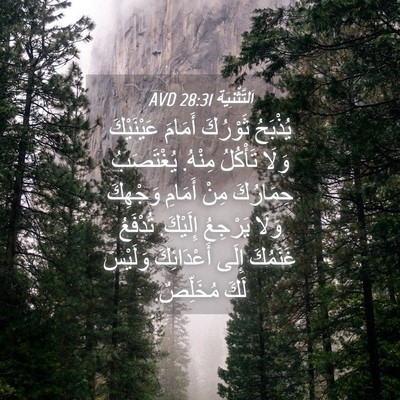 Picture 04 - اَلتَّثْنِيَة 28:31 AVD - يُذْبَحُ ثَوْرُكَ أَمَامَ - Bible Verse Picture