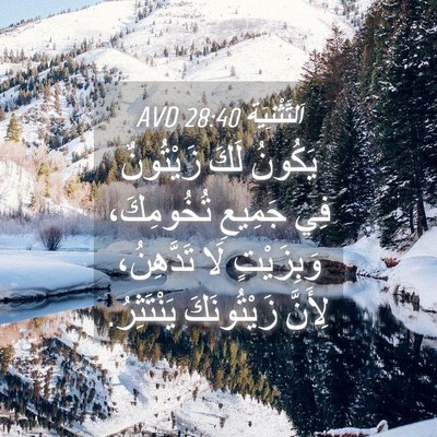 Picture 04 - اَلتَّثْنِيَة 28:40 AVD - يَكُونُ لَكَ زَيْتُونٌ فِي - Bible Verse Picture