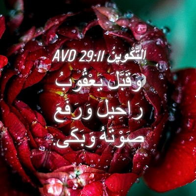 Picture 04 - اَلتَّكْوِينُ 29:11 AVD - وَقَبَّلَ يَعْقُوبُ - Bible Verse Picture