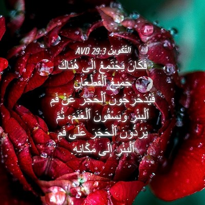 Picture 04 - اَلتَّكْوِينُ 29:3 AVD - فَكَانَ يَجْتَمِعُ إِلَى - Bible Verse Picture