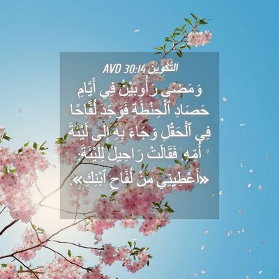 Picture 04 - اَلتَّكْوِينُ 30:14 AVD - وَمَضَى رَأُوبَيْنُ فِي - Bible Verse Picture