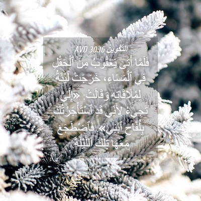 Picture 04 - اَلتَّكْوِينُ 30:16 AVD - فَلَمَّا أَتَى يَعْقُوبُ - Bible Verse Picture