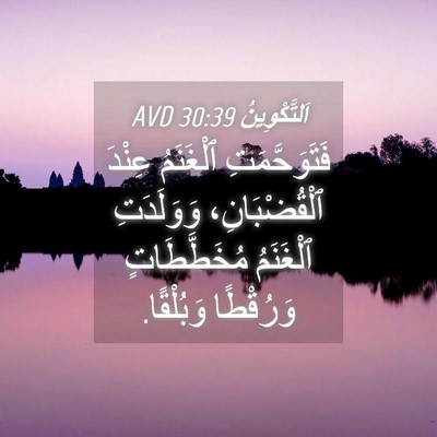 Picture 04 - اَلتَّكْوِينُ 30:39 AVD - فَتَوَحَّمَتِ ٱلْغَنَمُ - Bible Verse Picture