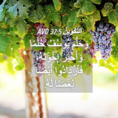 Picture 04 - اَلتَّكْوِينُ 37:5 AVD - وَحَلُمَ يُوسُفُ حُلْمًا - Bible Verse Picture