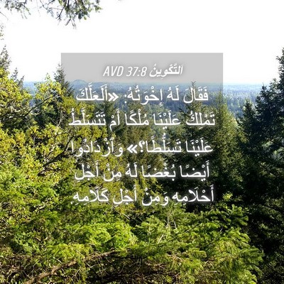 Picture 04 - اَلتَّكْوِينُ 37:8 AVD - فَقَالَ لَهُ إِخْوَتُهُ: - Bible Verse Picture