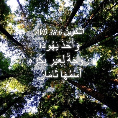 Picture 04 - اَلتَّكْوِينُ 38:6 AVD - وَأَخَذَ يَهُوذَا - Bible Verse Picture