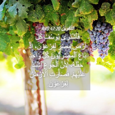 Picture 04 - اَلتَّكْوِينُ 47:20 AVD - فَٱشْتَرَى يُوسُفُ كُلَّ - Bible Verse Picture