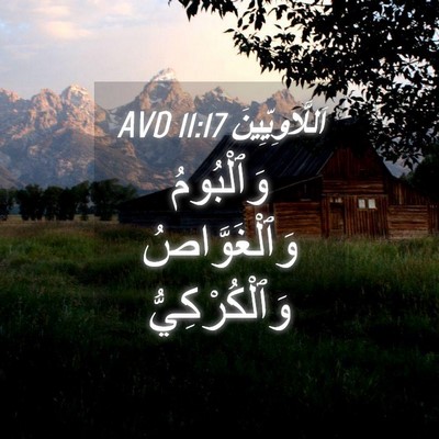 Picture 04 - اَللَّاوِيِّينَ 11:17 AVD - وَٱلْبُومُ وَٱلْغَوَّاصُ - Bible Verse Picture