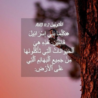 Picture 04 - اَللَّاوِيِّينَ 11:2 AVD - «كَلِّمَا بَنِي - Bible Verse Picture