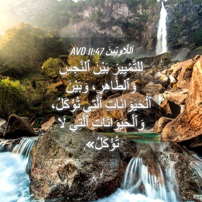 Picture 04 - اَللَّاوِيِّينَ 11:47 AVD - لِلتَّمْيِيزِ بَيْنَ - Bible Verse Picture
