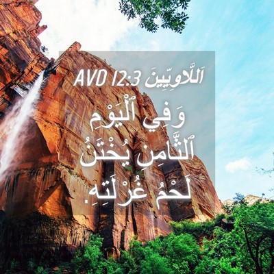 Picture 04 - اَللَّاوِيِّينَ 12:3 AVD - وَفِي ٱلْيَوْمِ - Bible Verse Picture