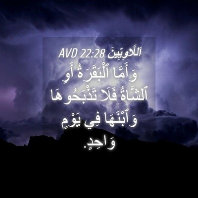 Picture 04 - اَللَّاوِيِّينَ 22:28 AVD - وَأَمَّا ٱلْبَقَرَةُ أَوِ - Bible Verse Picture