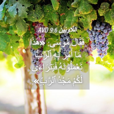 Picture 04 - اَللَّاوِيِّينَ 9:6 AVD - فَقَالَ مُوسَى: «هَذَا مَا - Bible Verse Picture