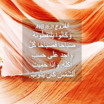 Picture 04 - اَلْخُرُوجُ 16:21 AVD - وَكَانُوا يَلْتَقِطُونَهُ - Bible Verse Picture