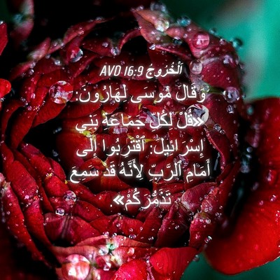 Picture 04 - اَلْخُرُوجُ 16:9 AVD - وَقَالَ مُوسَى لِهَارُونَ: - Bible Verse Picture