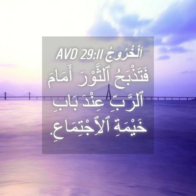 Picture 04 - اَلْخُرُوجُ 29:11 AVD - فَتَذْبَحُ ٱلثَّوْرَ - Bible Verse Picture