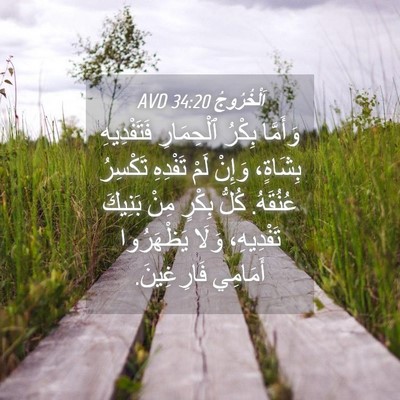 Picture 04 - اَلْخُرُوجُ 34:20 AVD - وَأَمَّا بِكْرُ - Bible Verse Picture