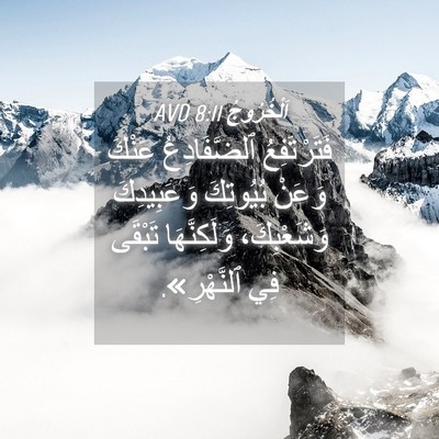 Picture 04 - اَلْخُرُوجُ 8:11 AVD - فَتَرْتَفِعُ ٱلضَّفَادِعُ - Bible Verse Picture