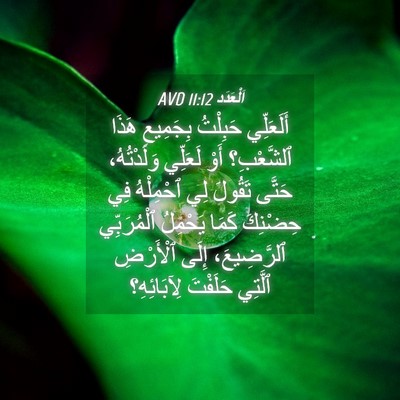 Picture 04 - اَلْعَدَد 11:12 AVD - أَلَعَلِّي حَبِلْتُ - Bible Verse Picture
