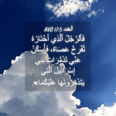 Picture 04 - اَلْعَدَد 17:5 AVD - فَٱلرَّجُلُ ٱلَّذِي - Bible Verse Picture
