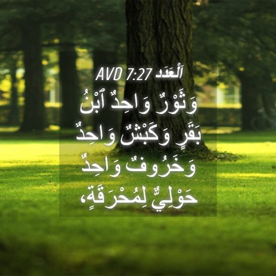 Picture 04 - اَلْعَدَد 7:27 AVD - وَثَوْرٌ وَاحِدٌ ٱبْنُ - Bible Verse Picture