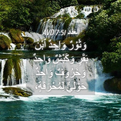 Picture 04 - اَلْعَدَد 7:51 AVD - وَثَوْرٌ وَاحِدٌ ٱبْنُ - Bible Verse Picture