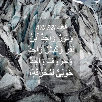 Picture 04 - اَلْعَدَد 7:81 AVD - وَثَوْرٌ وَاحِدٌ ٱبْنُ - Bible Verse Picture