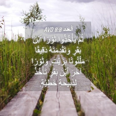 Picture 04 - اَلْعَدَد 8:8 AVD - ثُمَّ يَأْخُذُوا ثَوْرًا - Bible Verse Picture