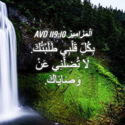 Picture 04 - اَلْمَزَامِيرُ 119:10 AVD - بِكُلِّ قَلْبِي - Bible Verse Picture