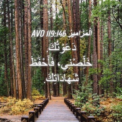 Picture 04 - اَلْمَزَامِيرُ 119:146 AVD - دَعَوْتُكَ. خَلِّصْنِي، - Bible Verse Picture