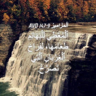 Picture 04 - اَلْمَزَامِيرُ 147:9 AVD - ٱلْمُعْطِي لِلْبَهَائِمِ - Bible Verse Picture