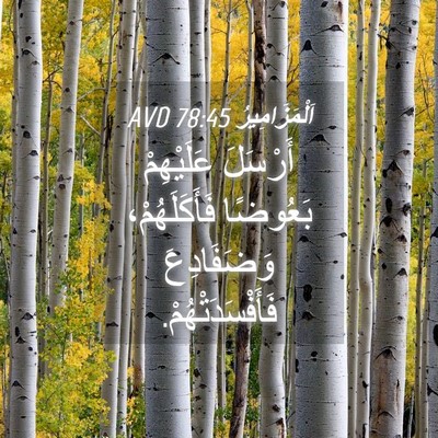Picture 04 - اَلْمَزَامِيرُ 78:45 AVD - أَرْسَلَ عَلَيْهِمْ - Bible Verse Picture