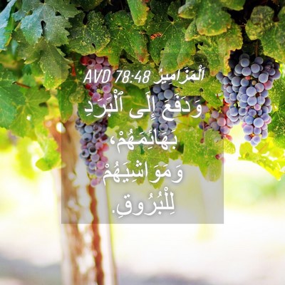 Picture 04 - اَلْمَزَامِيرُ 78:48 AVD - وَدَفَعَ إِلَى ٱلْبَرَدِ - Bible Verse Picture