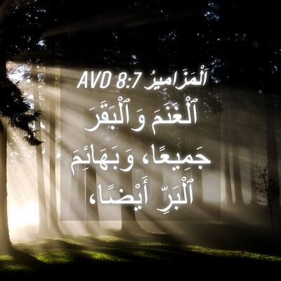 Picture 04 - اَلْمَزَامِيرُ 8:7 AVD - ٱلْغَنَمَ وَٱلْبَقَرَ - Bible Verse Picture