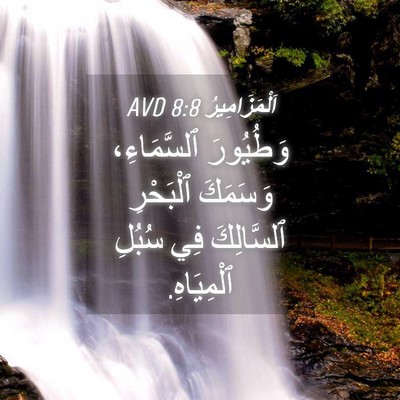 Picture 04 - اَلْمَزَامِيرُ 8:8 AVD - وَطُيُورَ ٱلسَّمَاءِ، - Bible Verse Picture