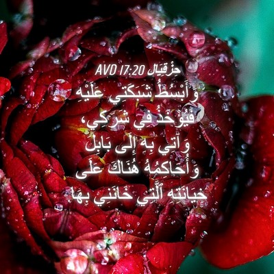 Picture 04 - حِزْقِيَال 17:20 AVD - وَأَبْسُطُ شَبَكَتِي - Bible Verse Picture