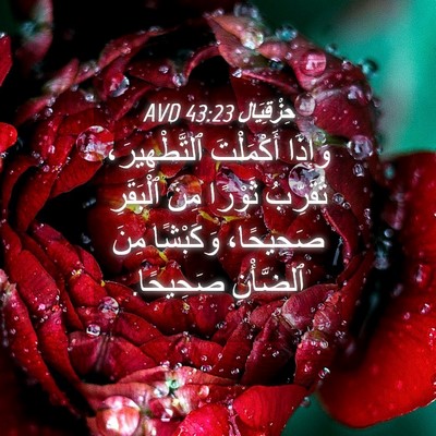 Picture 04 - حِزْقِيَال 43:23 AVD - وَإِذَا أَكْمَلْتَ - Bible Verse Picture