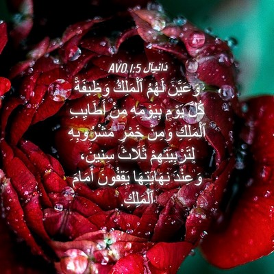Picture 04 - دَانِيآل 1:5 AVD - وَعَيَّنَ لَهُمُ - Bible Verse Picture