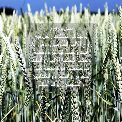 Picture 04 - دَانِيآل 5:11 AVD - يُوجَدُ فِي مَمْلَكَتِكَ - Bible Verse Picture