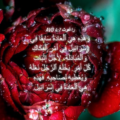 Picture 04 - رَاعُوث 4:7 AVD - وَهَذِهِ هِيَ ٱلْعَادَةُ - Bible Verse Picture