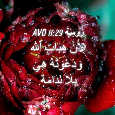 Picture 04 - رُومِيَةَ 11:29 AVD - لِأَنَّ هِبَاتِ ٱللهِ - Bible Verse Picture