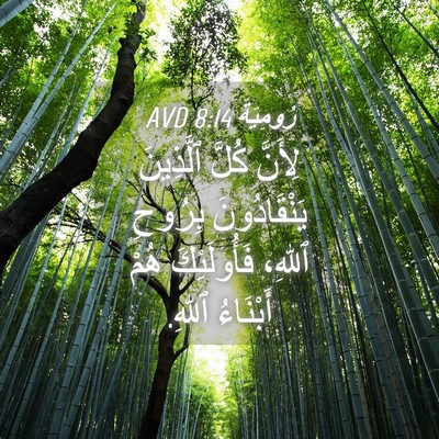 Picture 04 - رُومِيَةَ 8:14 AVD - لِأَنَّ كُلَّ ٱلَّذِينَ - Bible Verse Picture