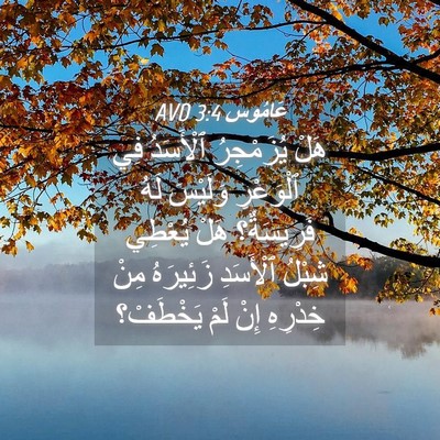 Picture 04 - عَامُوس 3:4 AVD - هَلْ يُزَمْجِرُ ٱلْأَسَدُ - Bible Verse Picture