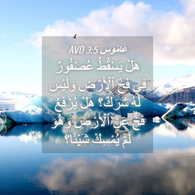 Picture 04 - عَامُوس 3:5 AVD - هَلْ يَسْقُطُ عُصْفُورٌ - Bible Verse Picture