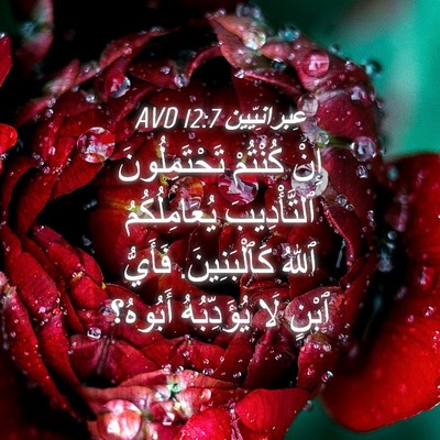 Picture 04 - عِبرانِيّين 12:7 AVD - إِنْ كُنْتُمْ - Bible Verse Picture