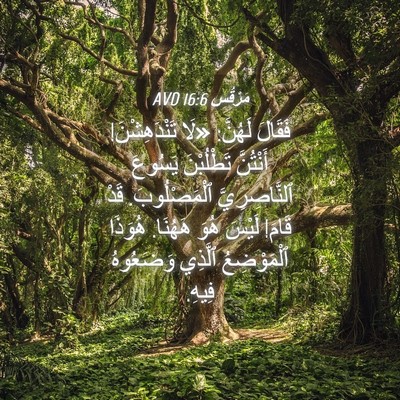 Picture 04 - مَرْقُس 16:6 AVD - فَقَالَ لَهُنَّ: «لَا - Bible Verse Picture