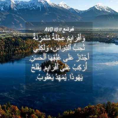 Picture 04 - هُوشَع 10:11 AVD - وَأَفْرَايِمُ عِجْلَةٌ - Bible Verse Picture